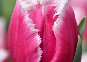 Tulipa San Raffael ® (3)